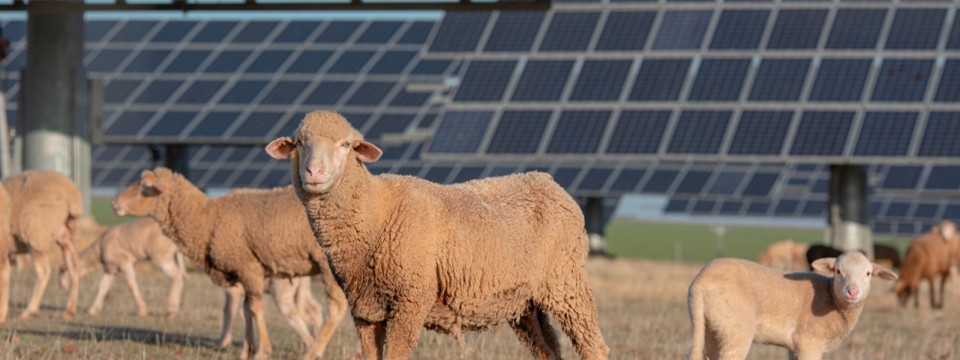 PVLivestock-310.jpg